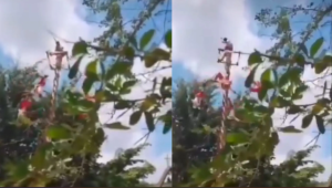Caen voladores de Papantla durante danza ritual en Veracruz