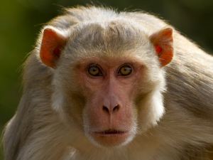 Vuelca camión con monos infectados; uno de ellos escapó y emiten alerta para encontrarlo