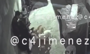 Perros pitbull atacan a mujer en Tláhuac, CDMX