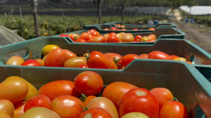 ¿Por qué subió el jitomate en México?