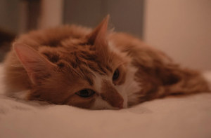 Museo del Gato en CDMX: lugar, fecha y lo que debes saber