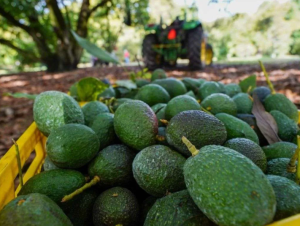 Por amenazas contra su personal, EU frena exportación de aguacate